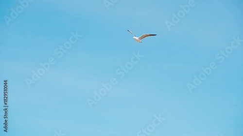 Close-up slow motion, seagulls flying in the blue sky