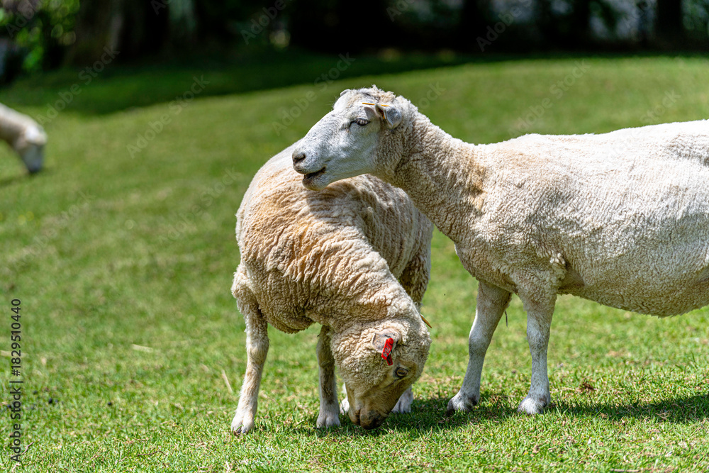 Obraz premium Close-up of fluffy lambs eating grass on a bright sunny day at ROKKOSAN BOKUJO (Rokkosan Pasture), Kobe, Japan. 