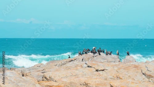 A group of seabirds is resting on the coastal rocks as huge waves crash beside them.
