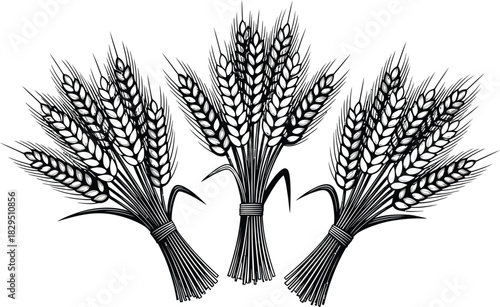 Three bundles of wheat grain stalks vector illustration