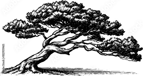 Tree with curved trunk and dense foliage in black and white. Handdrawn ink vector illustration in vintage sketch style.