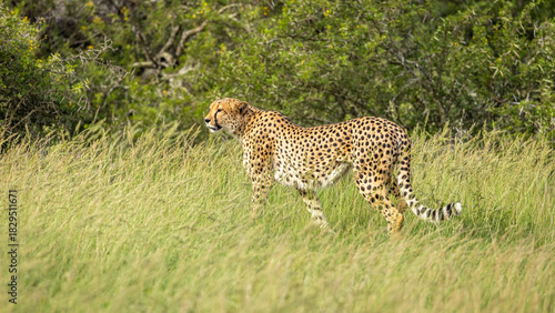 A male cheetah ( Acinonyx Jubatus) looking for prey, Shamwari Private Game Reserve, South Africa.