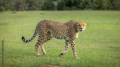 A male cheetah ( Acinonyx Jubatus) looking for prey, Shamwari Private Game Reserve, South Africa.