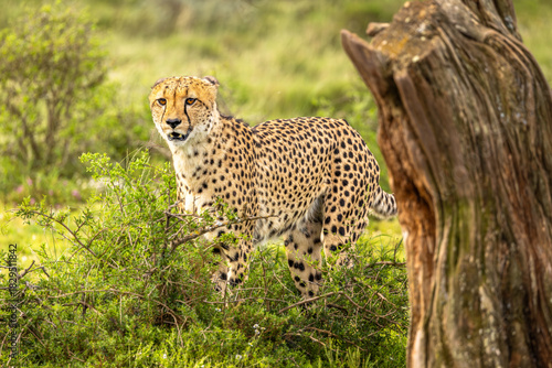 A male cheetah ( Acinonyx Jubatus) looking for prey, Shamwari Private Game Reserve, South Africa.