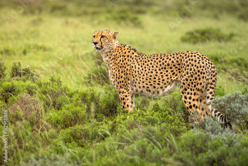 A male cheetah ( Acinonyx Jubatus) looking for prey, Shamwari Private Game Reserve, South Africa.