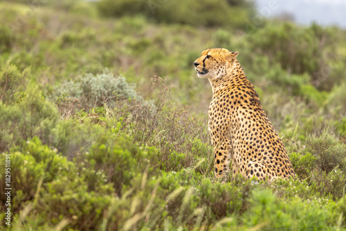 A male cheetah ( Acinonyx Jubatus) looking for prey, Shamwari Private Game Reserve, South Africa.
