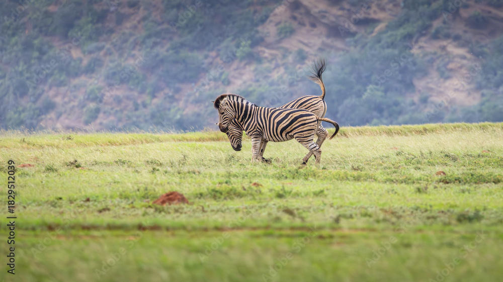 Naklejka premium Plains zebra, equus quagga, equus burchellii, common zebra fighting, Shamwari Private Game Reserve, South Africa.