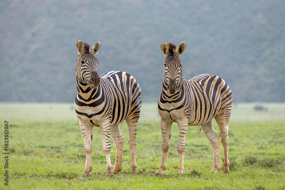Naklejka premium Plains zebra, equus quagga, equus burchellii, common zebra being alert, Shamwari Private Game Reserve, South Africa.