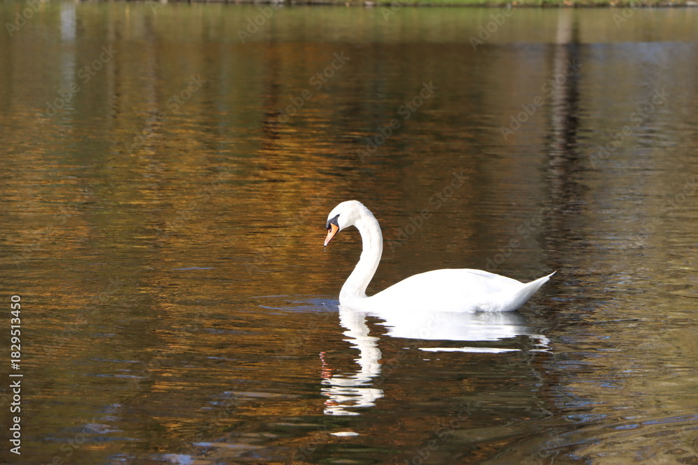 Fototapeta premium beautiful swan on the lake