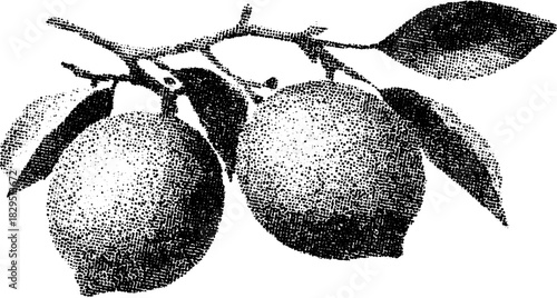 Lemon silhouette in vintage engraving style. Detailed botanical vector illustration featuring a black outline design on a white background.