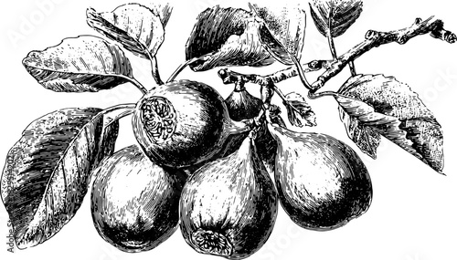 Set of fig fruits with leaves and branches in a vintage botanical style. Monochrome handdrawn vector illustration with detailed engraving.