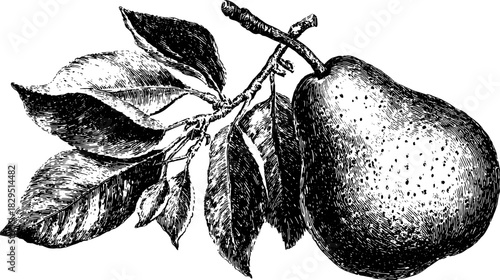 Outline illustration of a pear with leaves on a branch. Vintage black and white vector drawing in a seamless design.