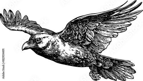 Raven flying with detailed wings and feathers. Black engraving style bird vector illustration.