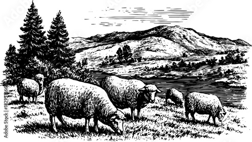 Sheep set grazing in a mountain landscape with trees and river. Vintage rural vector illustration with detailed engraving style.