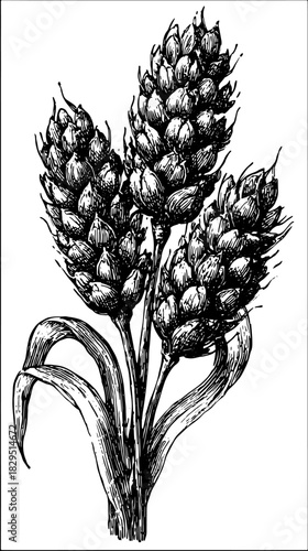 Grain plant with clustered wheat ears and leaves. Handdrawn black and white sketch, vintage botanical vector illustration.