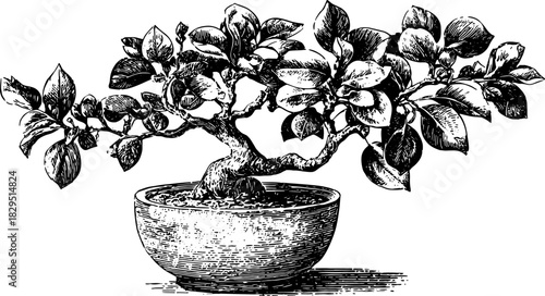 Bonsai tree in pot with detailed branches and leaves. Black and white botanical vector illustration in classic ink sketch style.