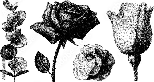 Antique rose and leaf silhouettes in a stipple engraving style. Detailed black and white vector illustration set showcasing floral elements.