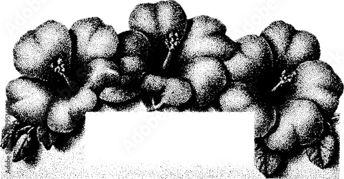 Antique engravings of flowers in black outline. A hand-drawn vintage illustration set showcasing botanical elements, vector art.