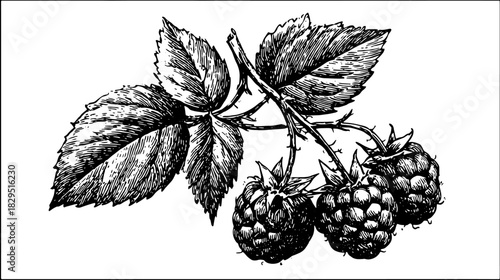 Black and white vintage raspberry and leaf outline engraving. Detailed botanical vector illustration set showcasing classic design style.