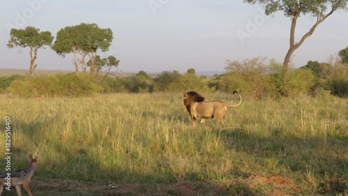 Male lion runs slowly as jackal crosses foreground in Masai Mara