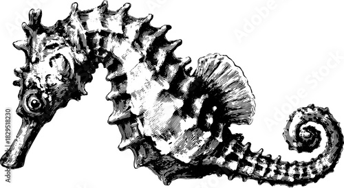 Seahorse engraving in vintage style as a detailed black line drawing. This set showcases nature and wildlife in vector illustration.