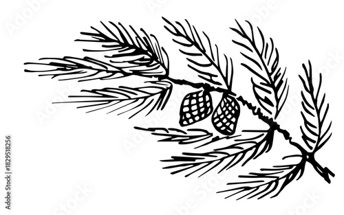 Pine branch with cones, coniferous plants. Christmas, New Year's decoration. Nature and vegetation. Hand-drawn vector illustration with a black outline.