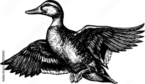 Duck flying with wings outstretched in a vintage engraving style. Black and white vector illustration emphasizing detailed outline elements.