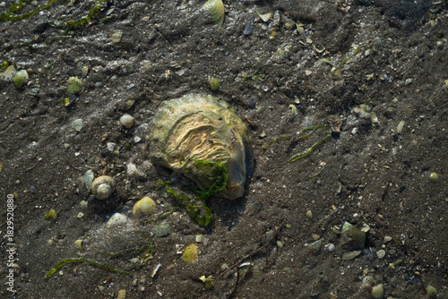 Fototapeta Naklejka Na Ścianę i Meble -  huitre