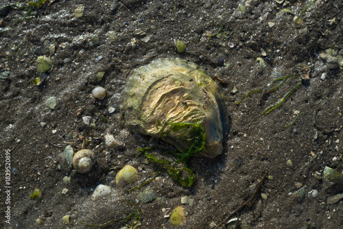 Fototapeta Naklejka Na Ścianę i Meble -  huitre