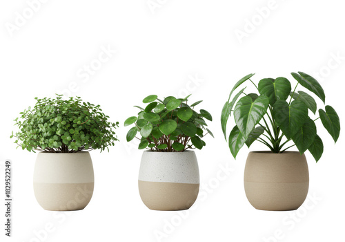 Wallpaper Mural Three distinct potted houseplants with green foliage in ceramic pots, on a white studio background with copy space, concept of modern indoor gardening and natural decor Torontodigital.ca