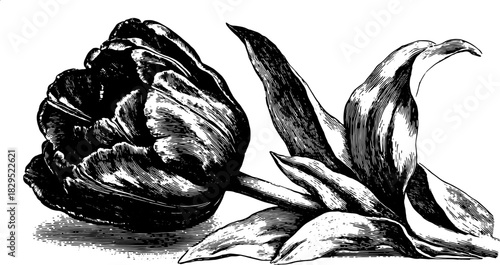 Black and white outline drawing of a tulip flower. Vintage vector illustration with detailed leaf and texture in a stylish botanical set.