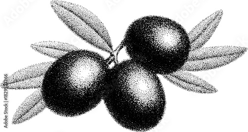 Olive branch engraving featuring three olives and leaves. Vintage and detailed black outline vector illustration set depicting natural botanical elements.