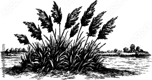 Botanical illustration of grass and reeds in black and white. Detailed vector illustration depicting a natural landscape by the water.