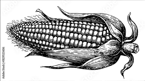 Corn engraving illustration in vintage style. Black and white line drawing, vector graphic set showcasing detailed kernels and leaves.