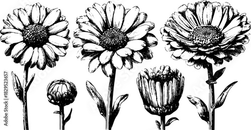 Vintage daisy flowers in detailed line drawing style. A botanical illustration set showcasing outlined floral designs in black and white vector.