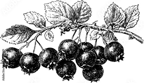 Black and white vintage outline illustration of a blackberry branch with detailed leaves and fruit. Realistic vector set depicting natural elements.