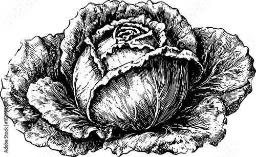 Cabbage vegetable illustration in vintage black and white style. Detailed vector artwork showcasing realistic features of the plant in an isolated format.