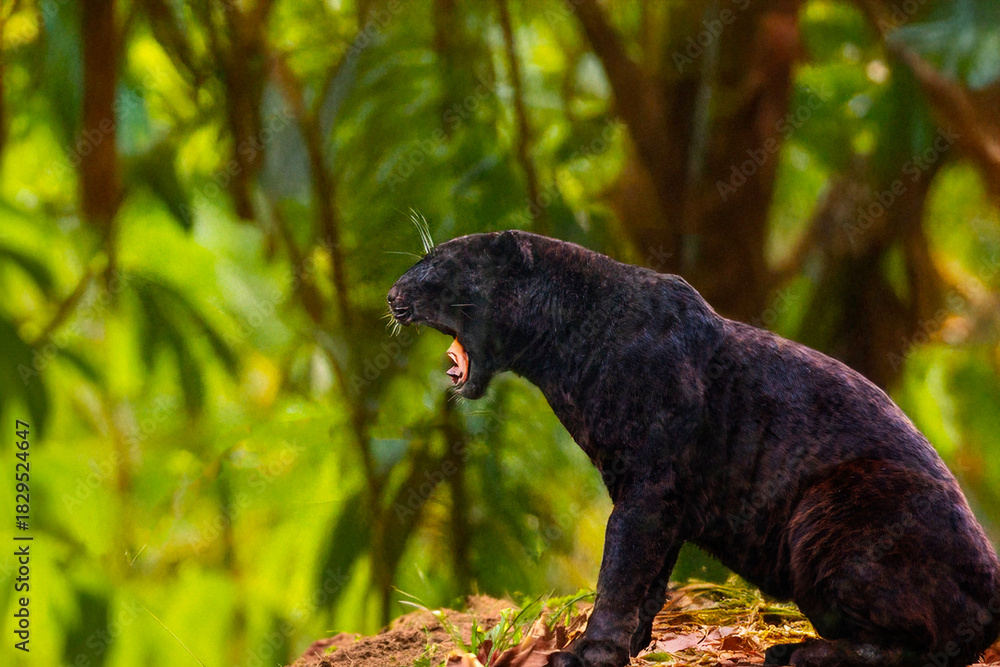 Naklejka premium Panthère noire de profil