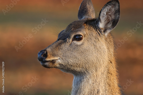 A head shot of a beautiful female Manchurian Sika Deer, Cervus nippon mantchuricus, in a wooded area.