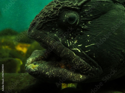 オオカミウオの顔