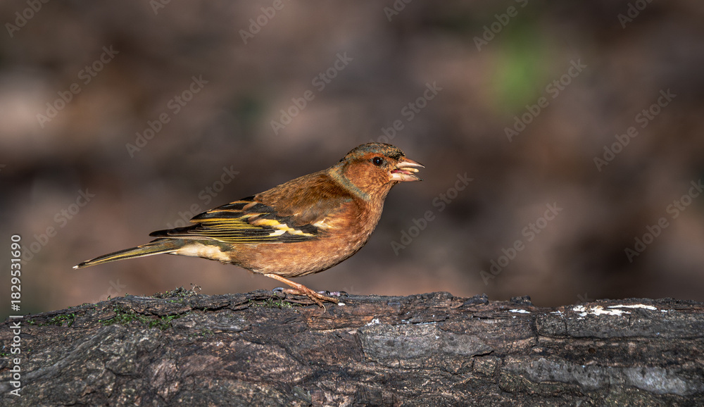 Fototapeta premium Zięba