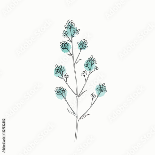 Delicate botanical illustration of a flowering plant with watercolor accents.