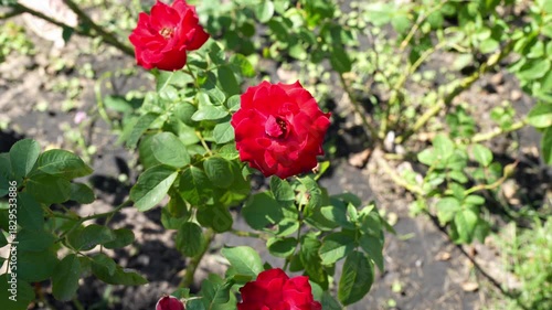 Wallpaper Mural Vibrant red roses bloom beautifully in garden, surrounded by lush green leaves and petals, creating stunning display of natures beauty and inviting admiration for this floral paradise Torontodigital.ca