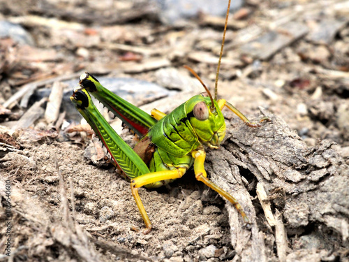 フキバッタの産卵