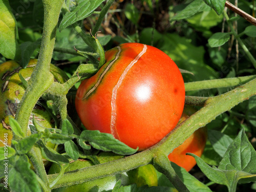 トマトの実割れ