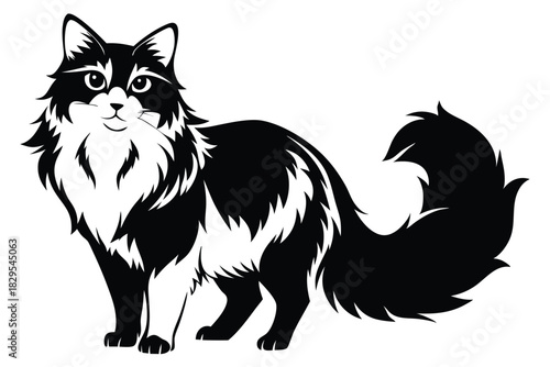 Black and white fluffy cat with smiling face and bushy tail stands gracefully