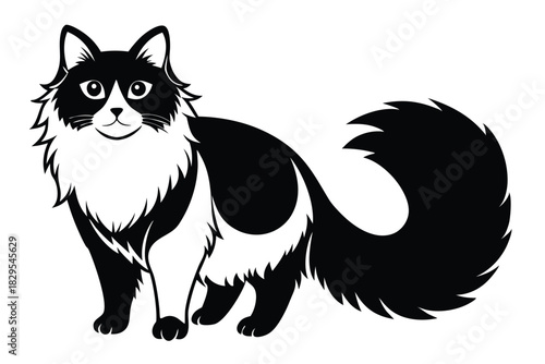 Friendly black and white cat is standing, looking ahead with a bushy tail curled up