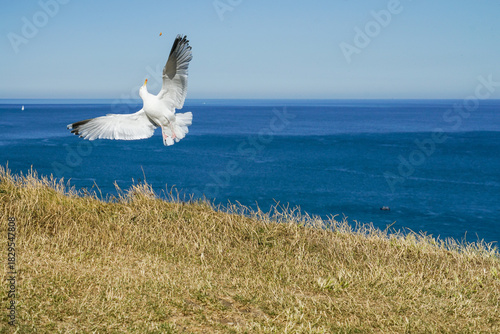 seagull in flight in france