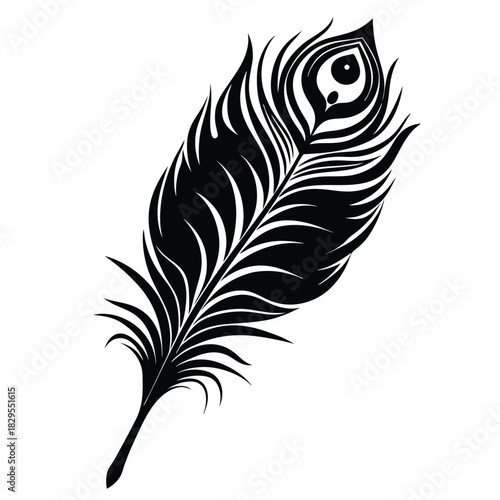 Elegant black monochrome shows a detailed peacock feather on a white background