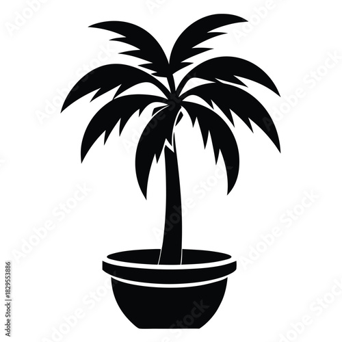 Silhouette reveals a potted palm tree boasting detailed fronds, adding tropical flair